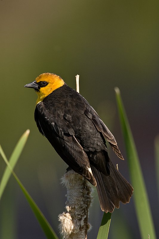 TC-Yellowheaded Blackbird-D0593-00019.jpg :: Yellowheaded Black bird male in prenuptial plumage perched on cattail trying to lure female to mate
