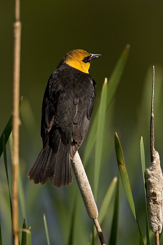 TC-Yellowheaded Blackbird-D0593-00023.jpg :: Yellowheaded Black bird male in prenuptial plumage perched on cattail trying to lure female to mate