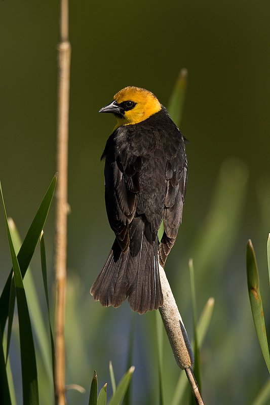 TC-Yellowheaded Blackbird-D0593-00025.jpg :: Yellowheaded Black bird male in prenuptial plumage perched on cattail trying to lure female to mate