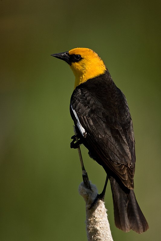 TC-Yellowheaded Blackbird-D0593-00028.jpg :: Yellowheaded Black bird male in prenuptial plumage perched on cattail trying to lure female to mate