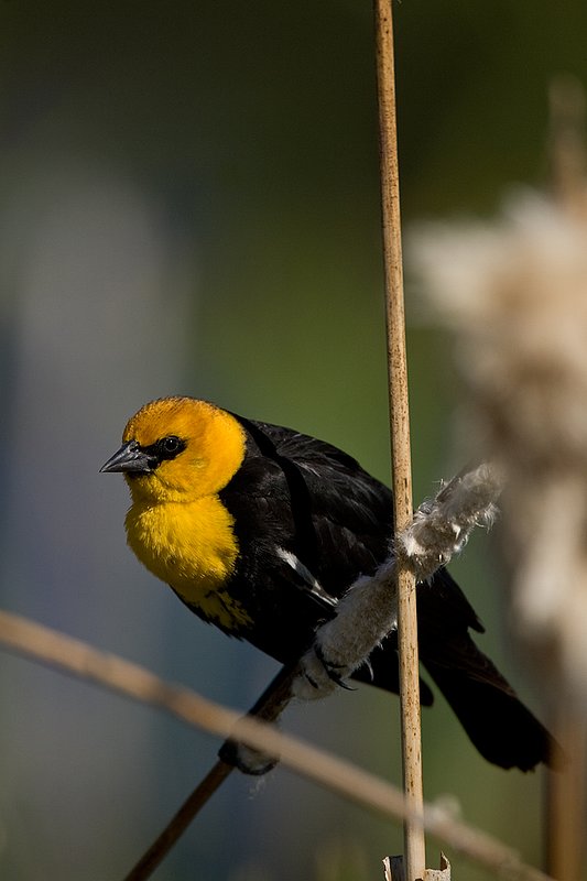 TC-Yellowheaded Blackbird-D0593-00034.jpg :: Yellowheaded Black bird male in prenuptial plumage perched on cattail trying to lure female to mate