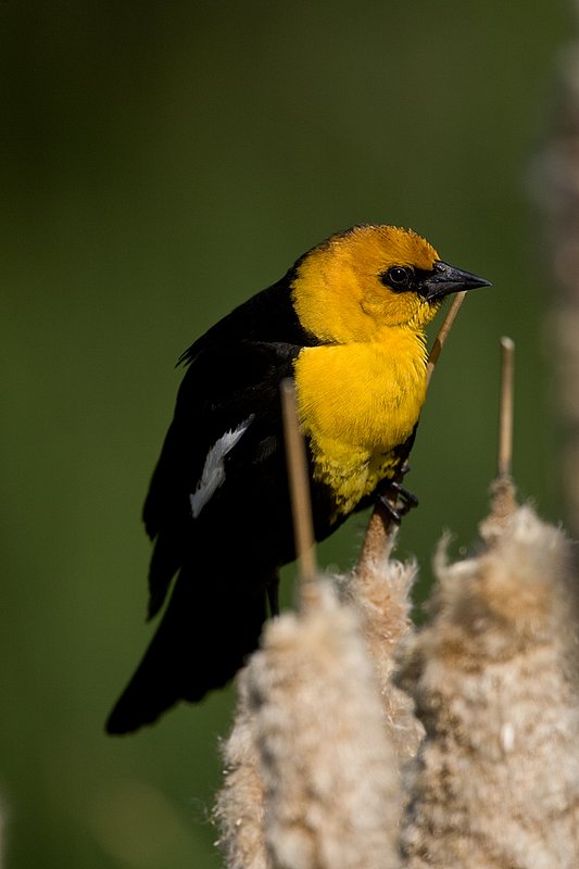 TC-Yellowheaded Blackbird-D0593-00038.jpg :: Yellowheaded Black bird male in prenuptial plumage perched on cattail trying to lure female to mate