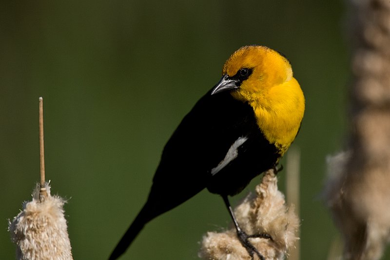 TC-Yellowheaded Blackbird-D0593-00040.jpg :: Yellowheaded Black bird male in prenuptial plumage perched on cattail trying to lure female to mate
