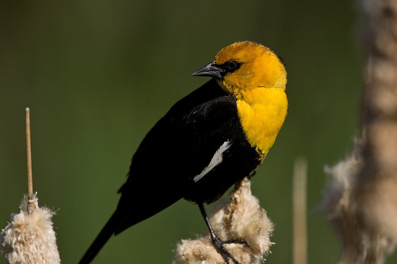 TC-Yellowheaded Blackbird-D0593-00044.jpg :: Yellowheaded Black bird male in prenuptial plumage perched on cattail trying to lure female to mate