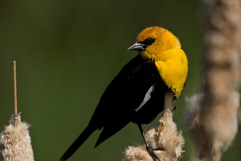 TC-Yellowheaded Blackbird-D0593-00047.jpg :: Yellowheaded Black bird male in prenuptial plumage perched on cattail trying to lure female to mate