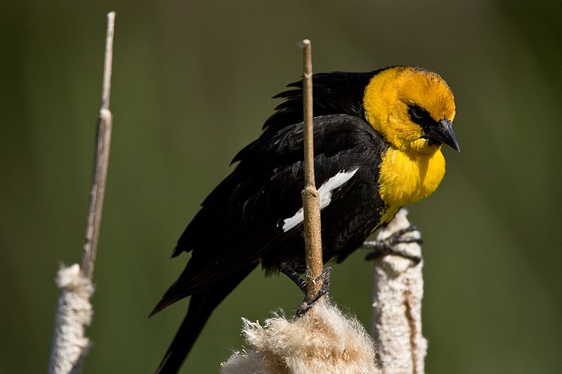 TC-Yellowheaded Blackbird-D0593-00048.jpg :: Yellowheaded Black bird male in prenuptial plumage perched on cattail trying to lure female to mate
