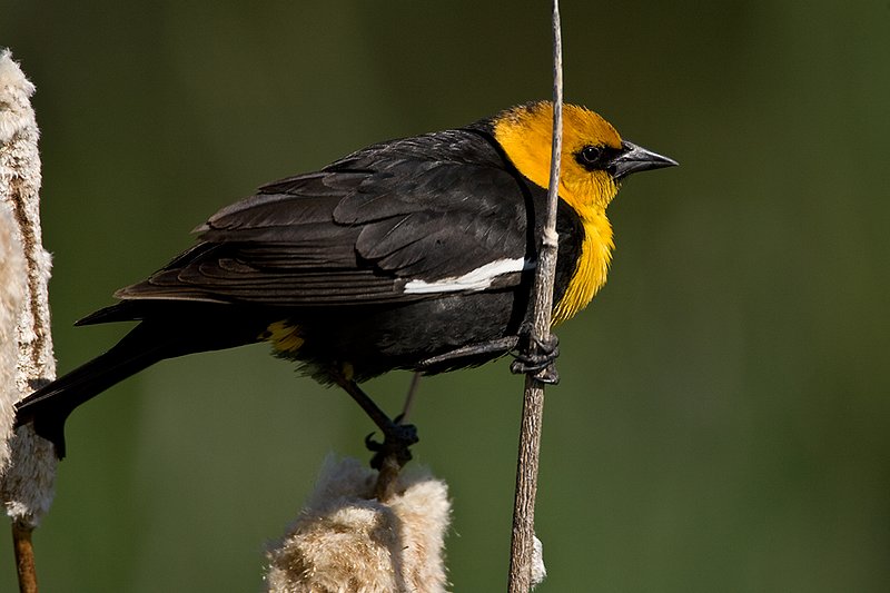 TC-Yellowheaded Blackbird-D0593-00050.jpg :: Yellowheaded Black bird male in prenuptial plumage perched on cattail trying to lure female to mate