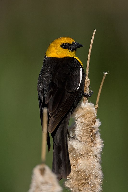TC-Yellowheaded Blackbird-D0593-00053.jpg :: Yellowheaded Black bird male in prenuptial plumage perched on cattail trying to lure female to mate