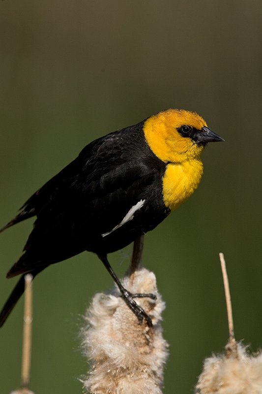 TC-Yellowheaded Blackbird-D0593-00055.jpg :: Yellowheaded Black bird male in prenuptial plumage perched on cattail trying to lure female to mate