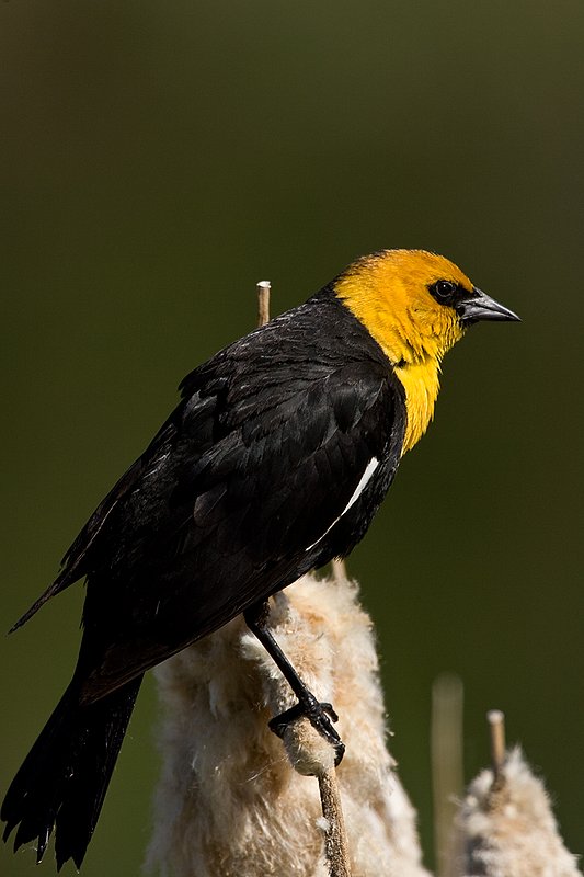 TC-Yellowheaded Blackbird-D0593-00059.jpg :: Yellowheaded Black bird male in prenuptial plumage perched on cattail trying to lure female to mate