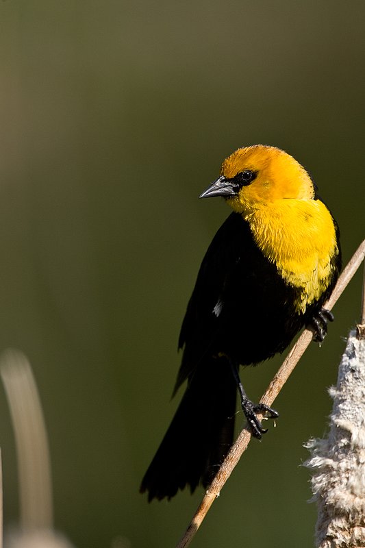 TC-Yellowheaded Blackbird-D0593-00064.jpg :: Yellowheaded Black bird male in prenuptial plumage perched on cattail trying to lure female to mate