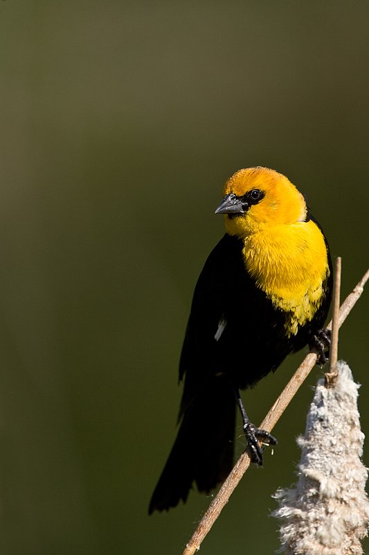 TC-Yellowheaded Blackbird-D0593-00069.jpg :: Yellowheaded Black bird male in prenuptial plumage perched on cattail trying to lure female to mate
