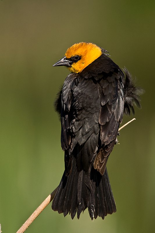 TC-Yellowheaded Blackbird-D0593-00077.jpg :: Yellowheaded Black bird male in prenuptial plumage perched on cattail trying to lure female to mate
