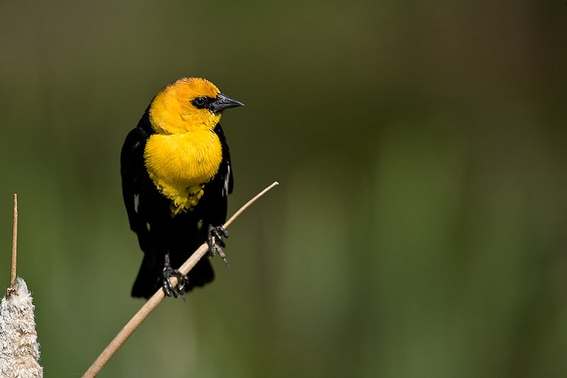 TC-Yellowheaded Blackbird-D0593-00085.jpg :: Yellowheaded Black bird male in prenuptial plumage perched on cattail trying to lure female to mate
