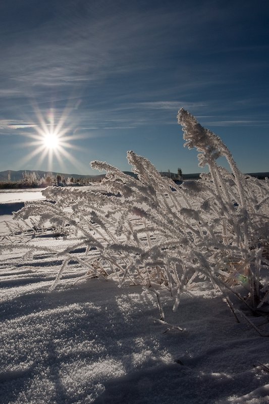 TC-Yellowstone winter-DYNP-W-00009.jpg :: Grass covered with hoar frost in foreground of  prairie with rising sun starburst in the blue sky