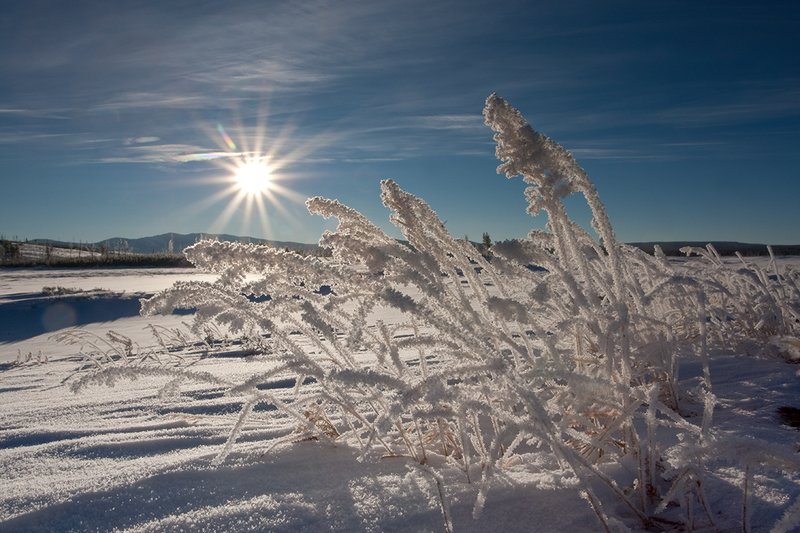 TC-Yellowstone winter-DYNP-W-00017.jpg :: Grass covered with hoar frost in foreground of  prairie with rising sun starburst in the blue sky