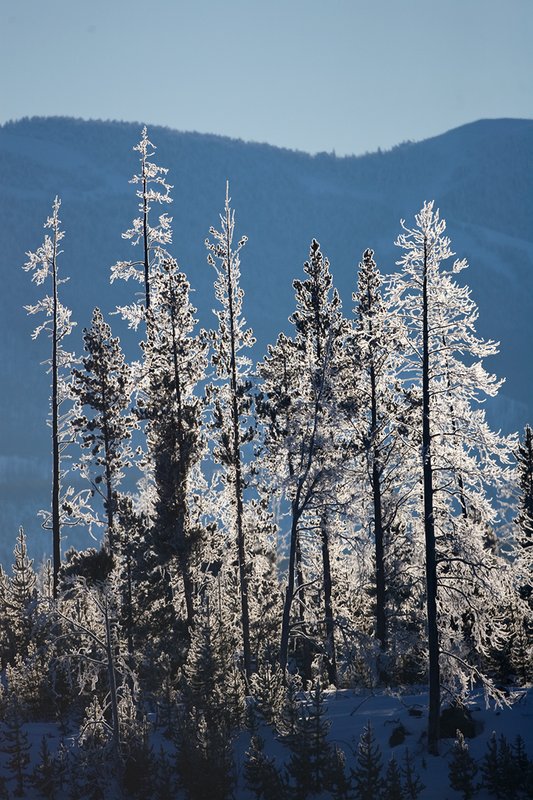TC-Yellowstone winter-DYNP-W-00021.jpg :: Lodgepole pine trees covered with hoarfrost backlit against mountain in shadows on bitter cold day