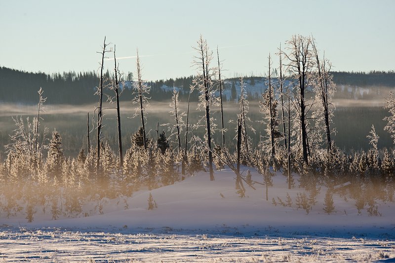 TC-Yellowstone winter-DYNP-W-00024.jpg :: Fog hanging above ground and wafting through lodgepole pine trees covered with hoarfrost on bitterly cold day in Yellowstone National Park