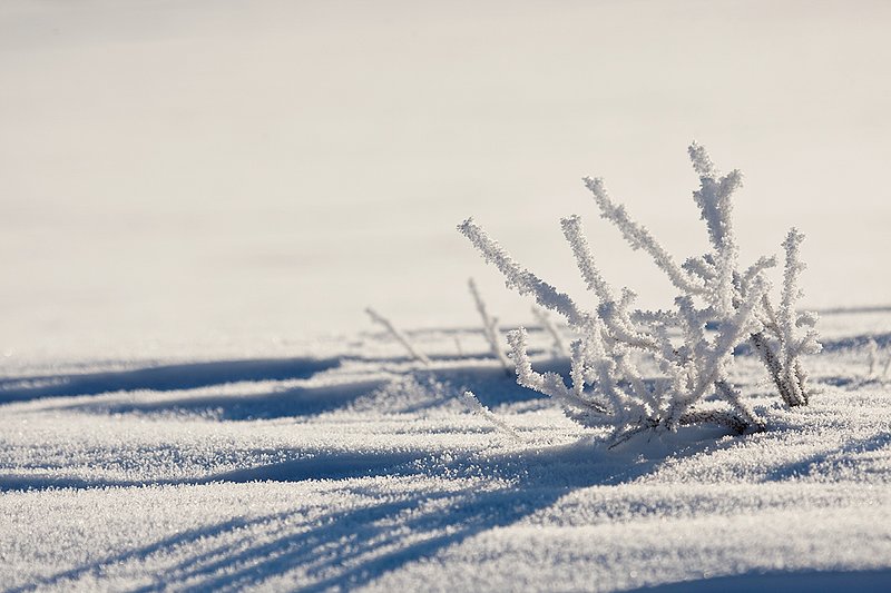 TC-Yellowstone winter-DYNP-W-00025.jpg :: Stalks of grass brush above the snow covered with hoar frost cast long shadows across crystal snow on bitter cold day
