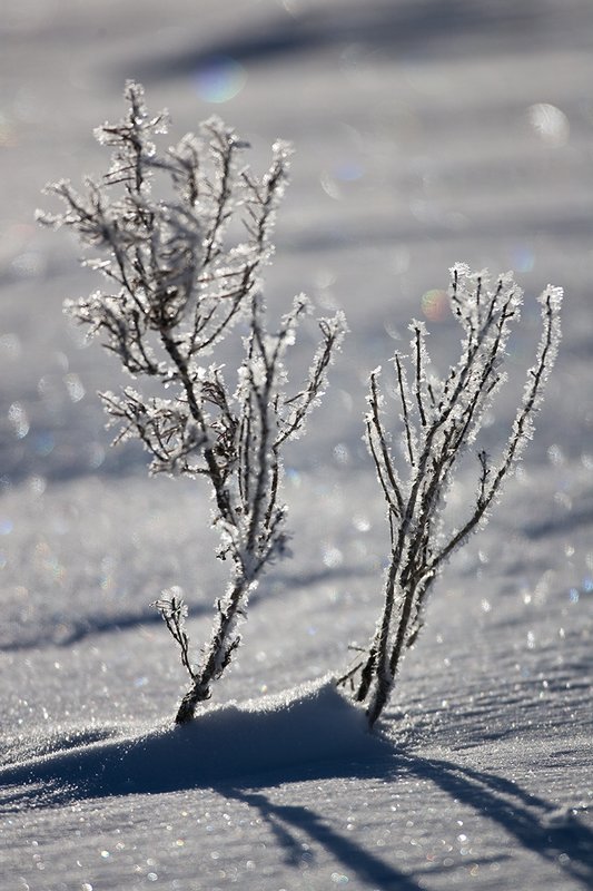 TC-Yellowstone winter-DYNP-W-00029.jpg :: Hoar frost crystals cver a bush extending above snow  with crystals of snow in the bitterly cold air in Yellowstone National Park