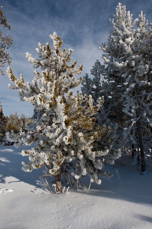 TC-Yellowstone winter-DYNP-W-00036.jpg :: Lodgepole pine tree covered with snow/hoarfrost created by fog from geysers in Yellowstone National Park during cold wineter weather