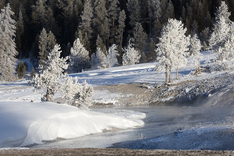TC-Yellowstone winter-DYNP-W-00037.jpg :: Lodgepole pine tree covered with snow/hoarfrost created by fog from geysers in Yellowstone National Park during cold wineter weather