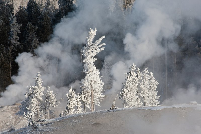 TC-Yellowstone winter-DYNP-W-00049.jpg :: Yellowstone National Park lodgepole pine trees covered in heavy hoar frost from geysers errupting in Old Faithful geyser basin