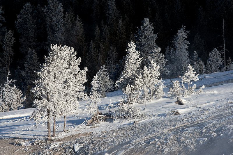 TC-Yellowstone winter-DYNP-W-00052.jpg :: Yellowstone National Park lodgepole pine trees covered in heavy hoar frost from geysers errupting in Old Faithful geyser basin