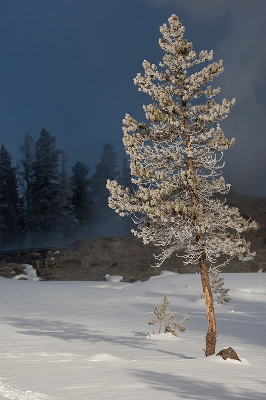 TC-Yellowstone winter-DYNP-W-00060.jpg :: Lodgepole pine tree covered with snow/hoarfrost created by fog from geysers in Yellowstone National Park during cold wineter weather