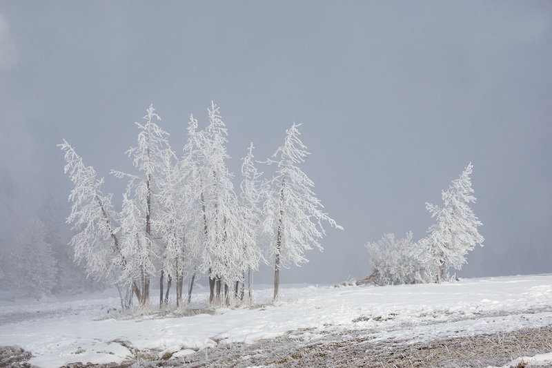TC-Yellowstone winter-DYNP-W-00061.jpg :: Dead Lodgepole pine trees covered with snow/hoarfrost created by fog from geysers in Yellowstone National Park during cold wineter weather