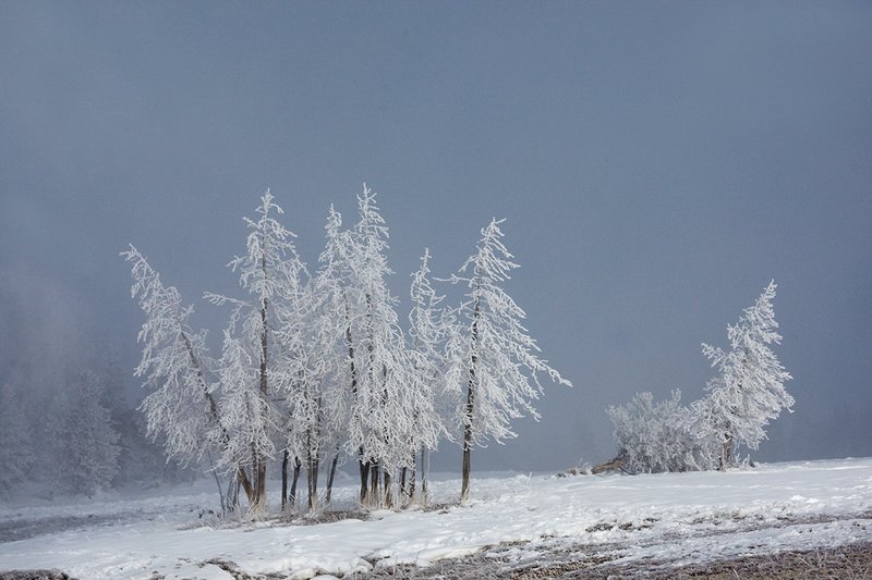 TC-Yellowstone winter-DYNP-W-00064.jpg :: Dead Lodgepole pine trees covered with snow/hoarfrost created by fog from geysers in Yellowstone National Park during cold wineter weather