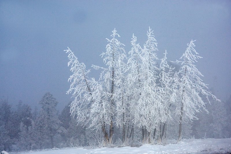 TC-Yellowstone winter-DYNP-W-00065.jpg :: Dead Lodgepole pine trees covered with snow/hoarfrost created by fog from geysers in Yellowstone National Park during cold wineter weather