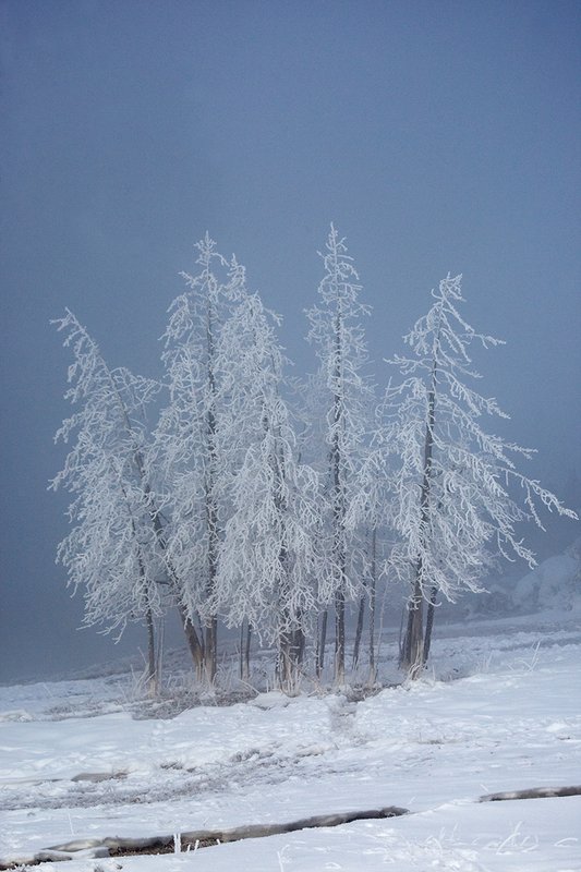 TC-Yellowstone winter-DYNP-W-00069.jpg :: Dead Lodgepole pine trees covered with snow/hoarfrost created by fog from geysers in Yellowstone National Park during cold wineter weather