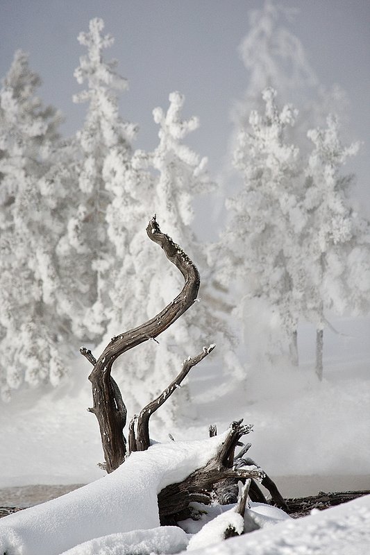 TC-Yellowstone winter-DYNP-W-00072.jpg :: The tree root of downfallen tree  in the foreground of Lodgepole pine tree covered with snow/hoarfrost created by fog from geysers in Yellowstone National Park during cold wineter weather