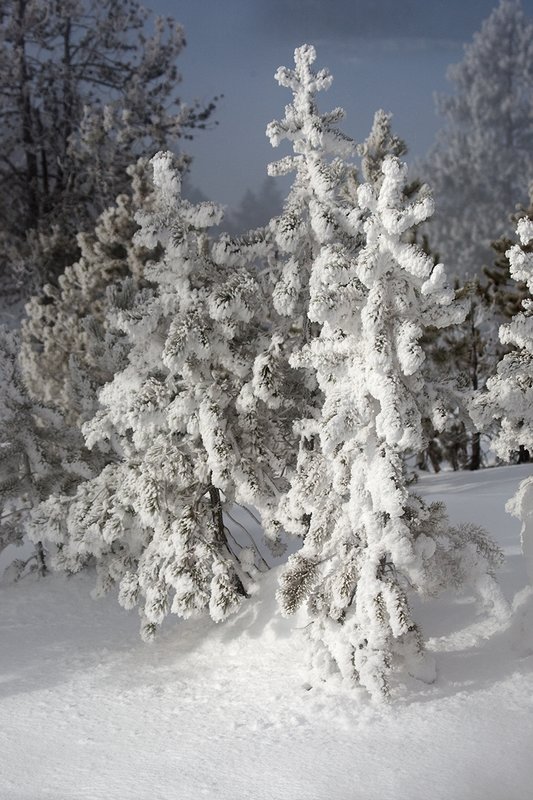 TC-Yellowstone winter-DYNP-W-00073.jpg :: Lodgepole pine tree covered with snow/hoarfrost created by fog from geysers in Yellowstone National Park during cold wineter weather