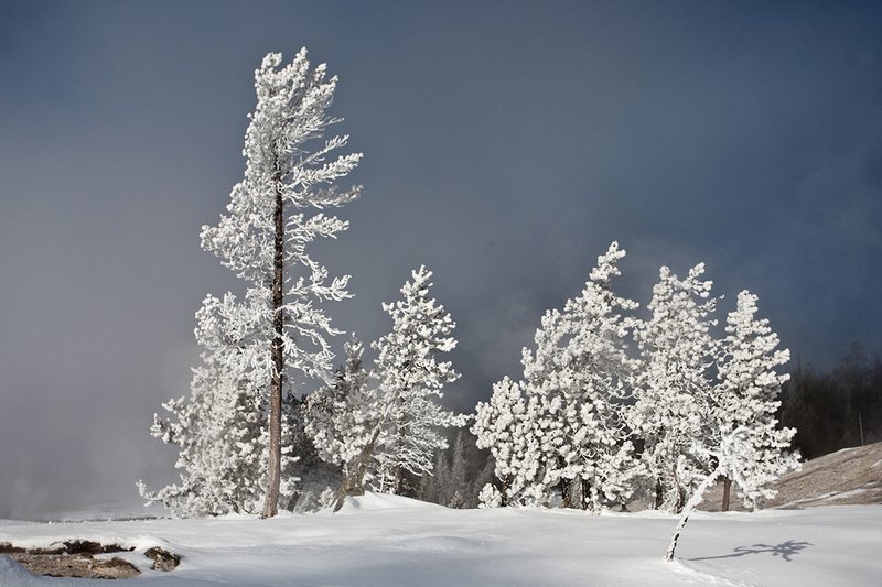 TC-Yellowstone winter-DYNP-W-00188.jpg :: Lodgepole pine trees covered with hoar frost and enveloped in fog/mist from geyers in Yellowstone National Park in winter.