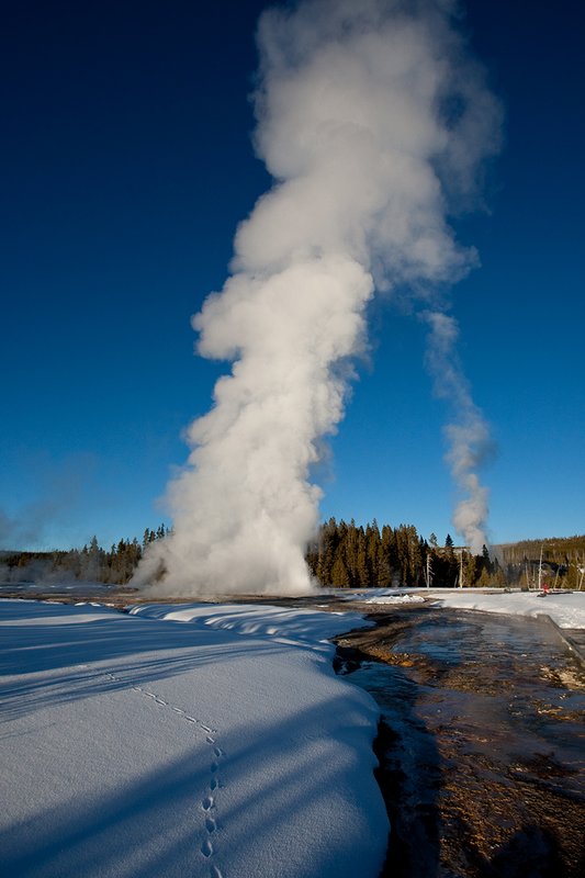 TC-Yellowstone winter-DYNP-W-00216.jpg :: Tracks of a coyote lead toward Yellowstone National Park's Daisey Geyser errupting in frigid air in January against a blue sky in late afternoon light