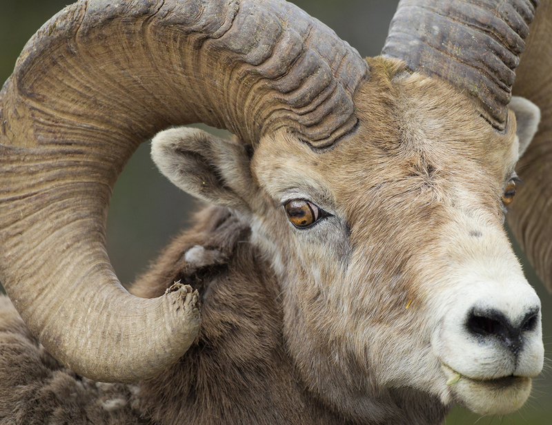 WFAugust 2025.jpg :: Full curl Rocky Mountain Bighorn Ram tight head portrait