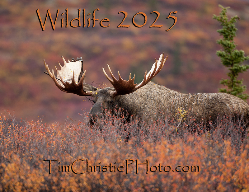 WFCover 2025.jpg :: Alaskan Bull Moose standing in chest-deep tall fall colored brush