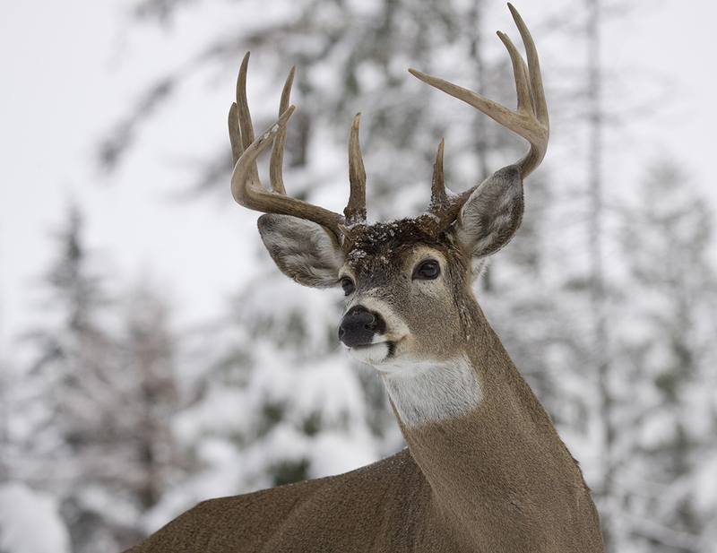 WFDecember 2025.jpg :: 10PT Trophy Classl Whitetail Buck (Head/shoulder portrait) alertly standing in open timber after a fresh snowfall
