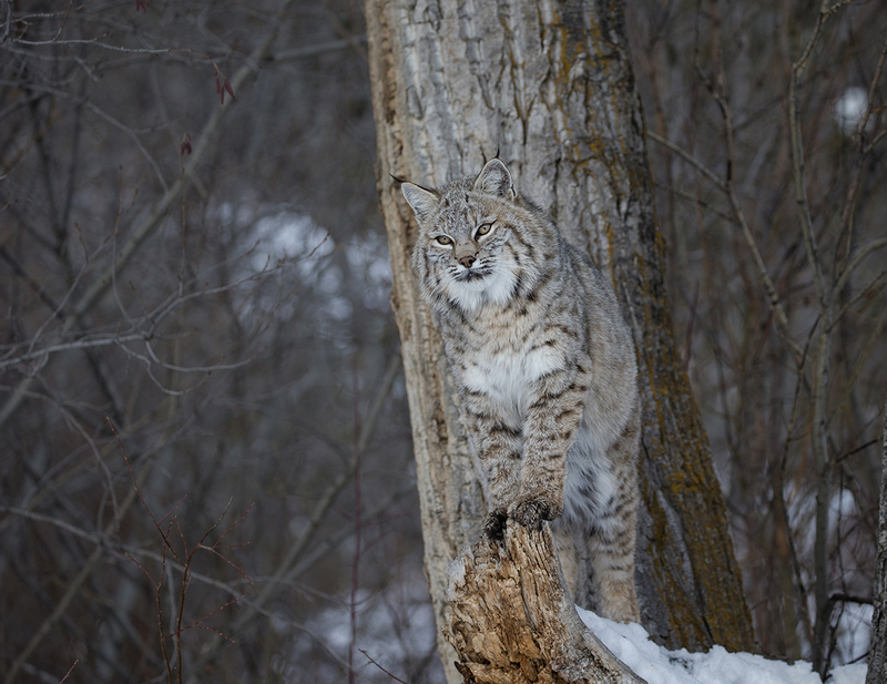 WFFeburary 2025.jpg :: Bobcat in winter pelt standing on a downed cottonwood tree looking out onto brush looking for prey
