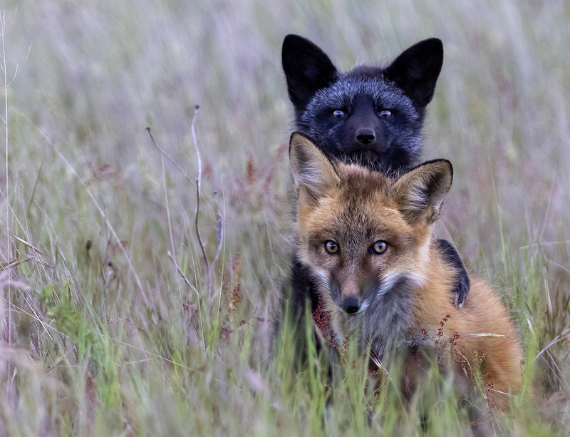 WFJuly 2025.jpg :: Red Fox kits, red color phase, silver color phase peering through grass, curious about what they are seeing