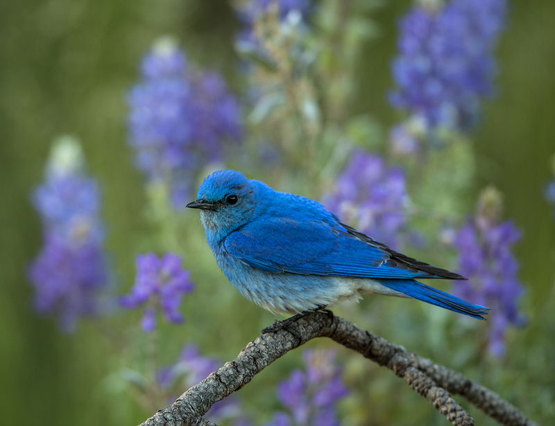 WFJune 2025.jpg :: Male Mountain Bluebird perched branch off deadfall with lupine in bloom in the background
