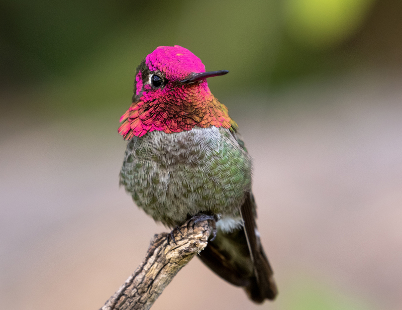 WFMarch 2025.jpg :: Male Anna's Humming bird (Calypte annaperche) perched on a branch