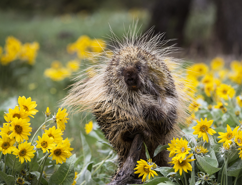 WFMay 2025.jpg :: Porcupine in open meadow full of blooming Arrowleaf Balsamroot in spring