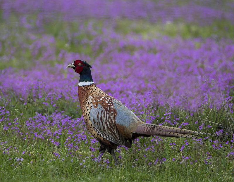 Wildlife April.jpg