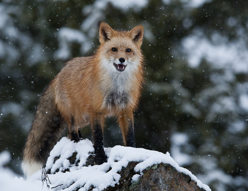 Wildlife December.jpg :: Red fox alertly standing on snow covered ridge in snow storm with snow falling