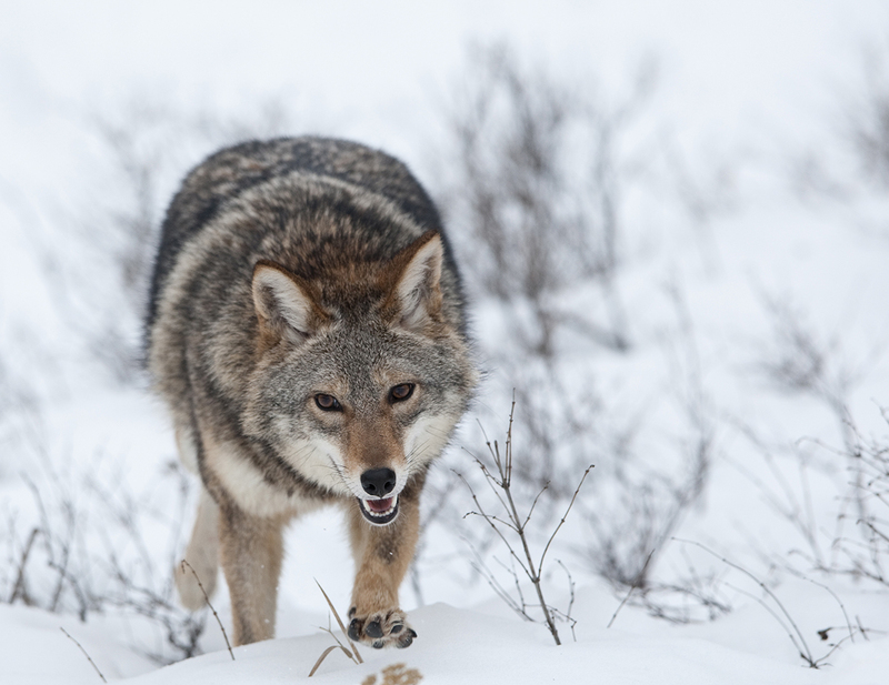 Wildlife Febuary.jpg :: Dark pelaged Coyote trotting straight on in snowy field