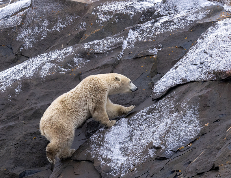 Wildlife January.jpg
