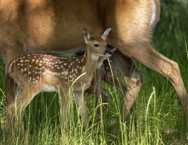 Wildlife July.jpg
